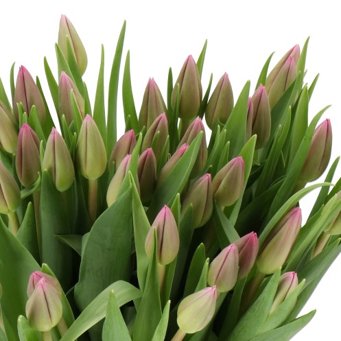 TULIPS PINK MARLENE