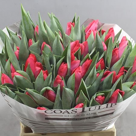 TULIPS PINK TRAIL