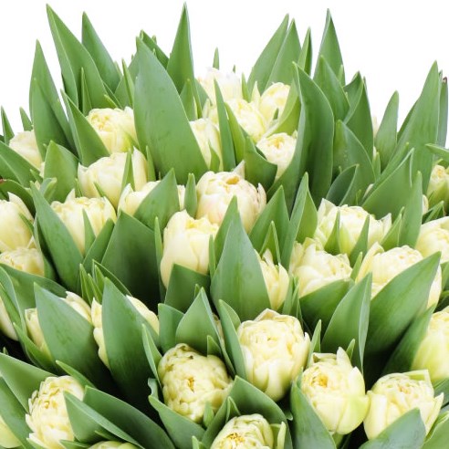 TULIPS PISTE