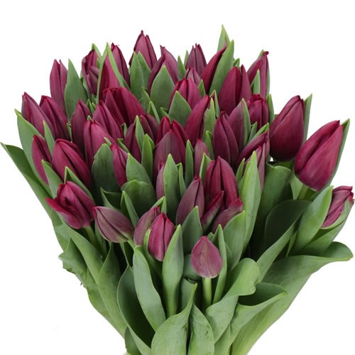 TULIPS PODCAST