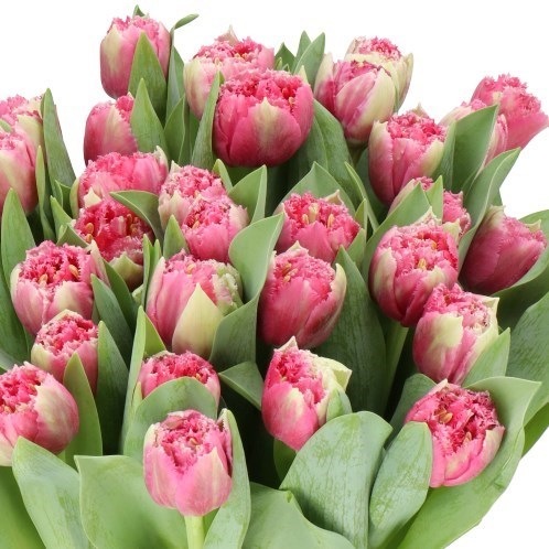 TULIPS POLDER PINK