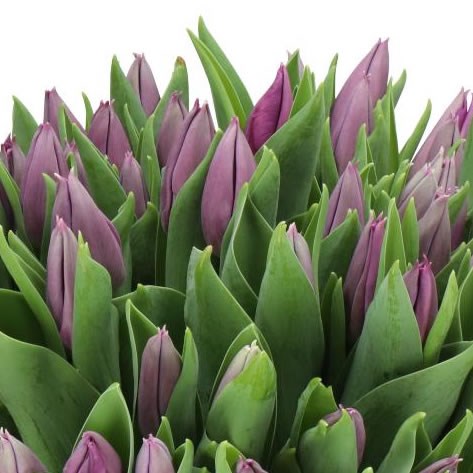 TULIPS POWERPOINT