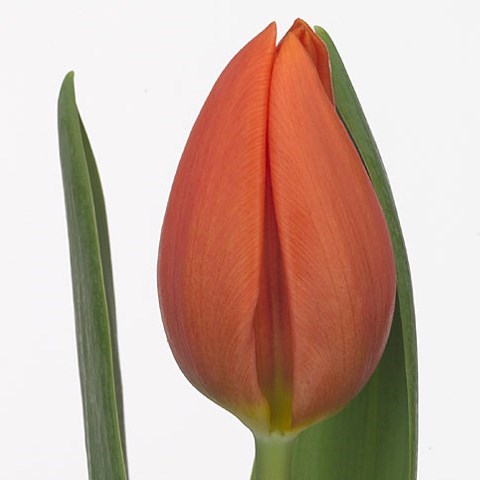 TULIPS PRINCESS CATHARINA-AMALIA
