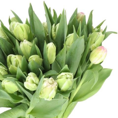 TULIPS PROUD (PARROT)