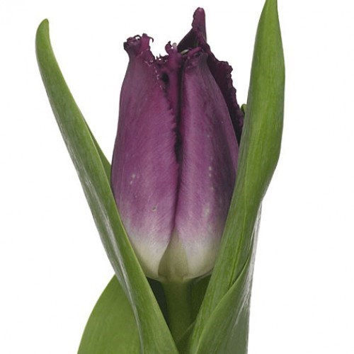 TULIPS PURPLE CRYSTAL