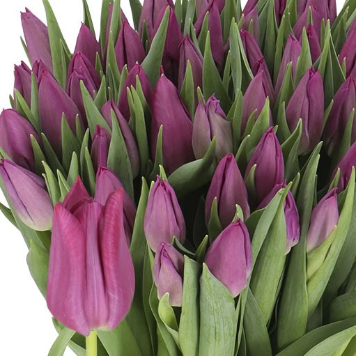 TULIPS PURPLE INFLUENCE