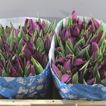 Purple Lady Tulip Bulbs, Always Wholesale Pricing