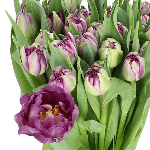 TULIPS PYTHON