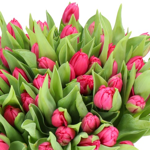 TULIPS QUEEN OF MARVEL