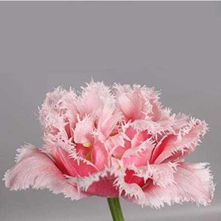 TULIPS QUEENSLAND