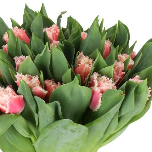 TULIPS QUEENSLAND