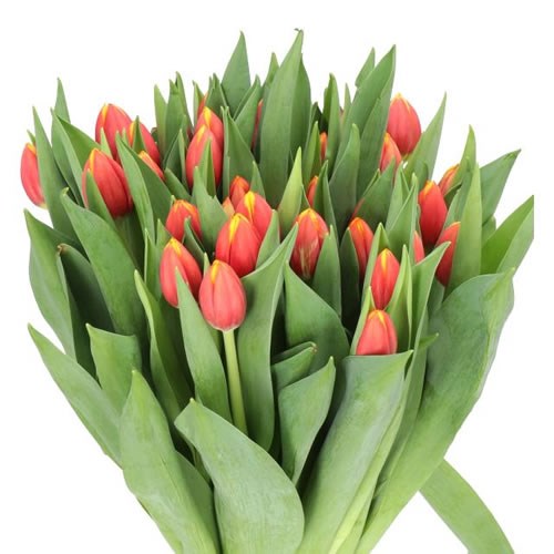 TULIPS RAMBO