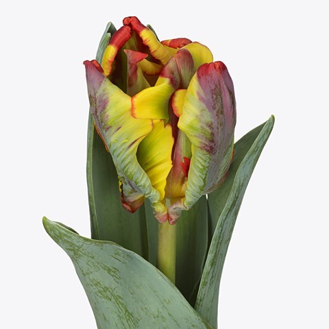 TULIPS RASTA (PARROT)