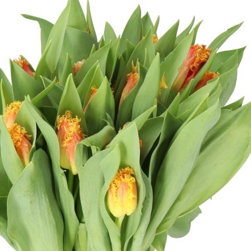 TULIPS REAL TIME