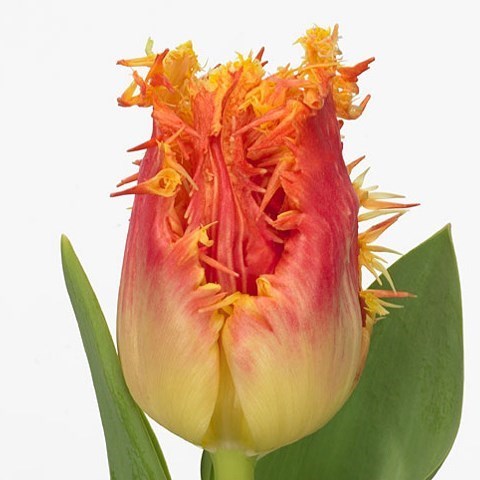 TULIPS REAL TIME