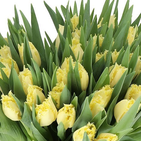TULIPS REBELIOUS YELLOW