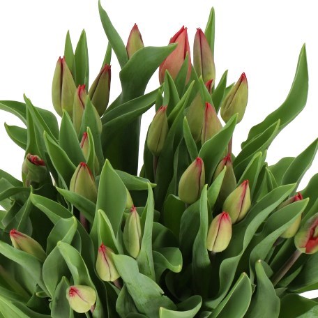 TULIPS RED GOLD