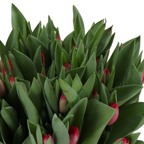 TULIPS RED HORSE