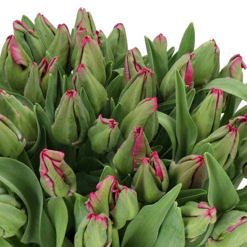 TULIPS RED MADONNA (PARROT)