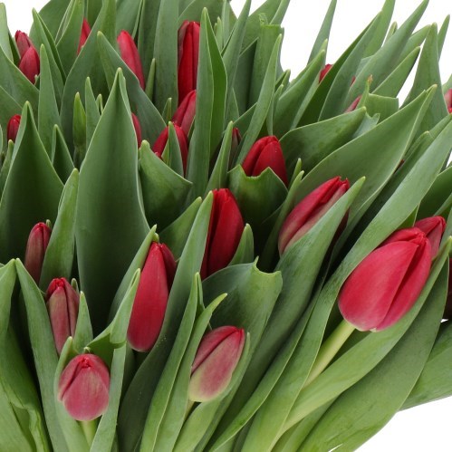 TULIPS RED PENSION