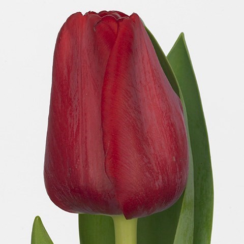 TULIPS RED PLANET