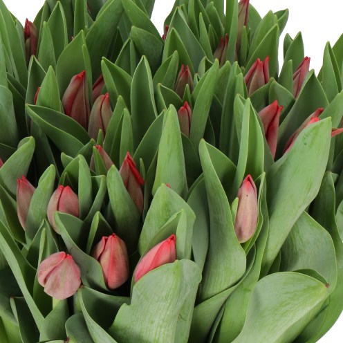 TULIPS RED PLANET