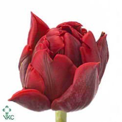 Tulips Red Princess