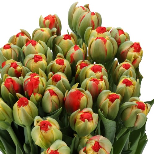 TULIPS REDWOOD