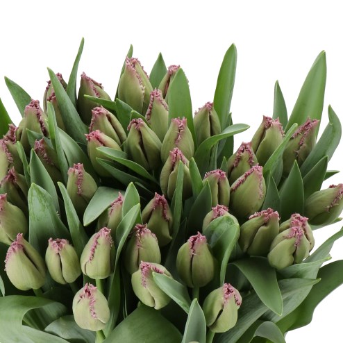 TULIPS REINE DE LAIRESSE