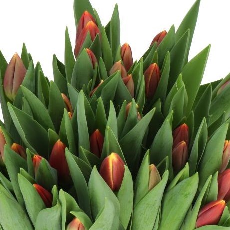 TULIPS REPLAY