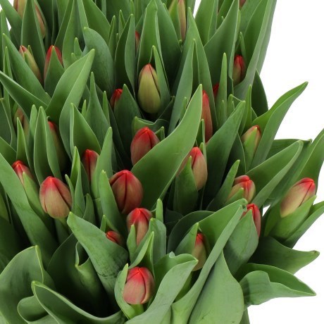TULIPS RESCUE