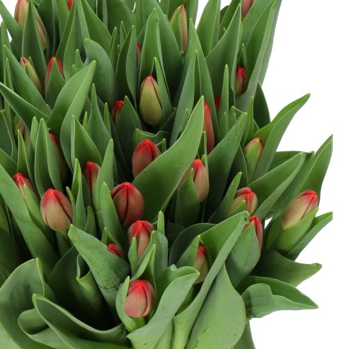 TULIPS RESCUE