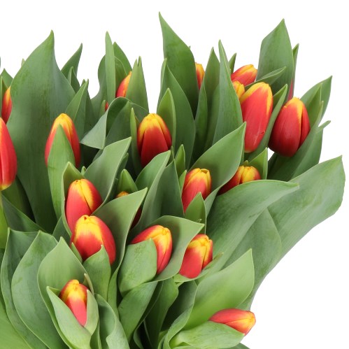 TULIPS RESIDENCE