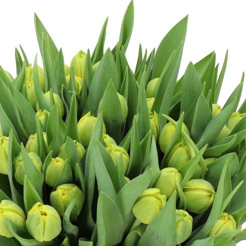 TULIPS ROADRUNNER