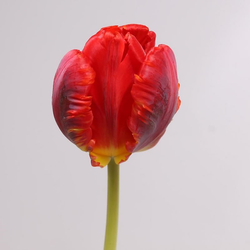 TULIPS ROCOCO (PARROT)
