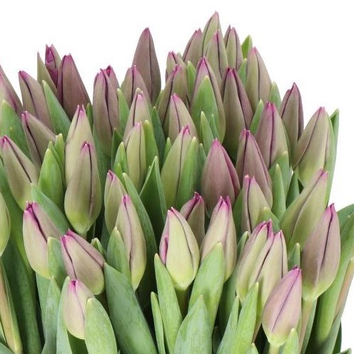 TULIPS ROESKA