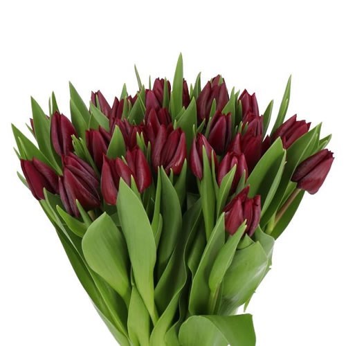 TULIPS RONALDO