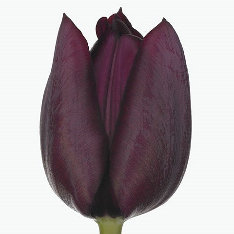 TULIPS RONALDO