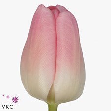 TULIPS ROSARIO