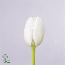 TULIPS ROYAL VIRGIN