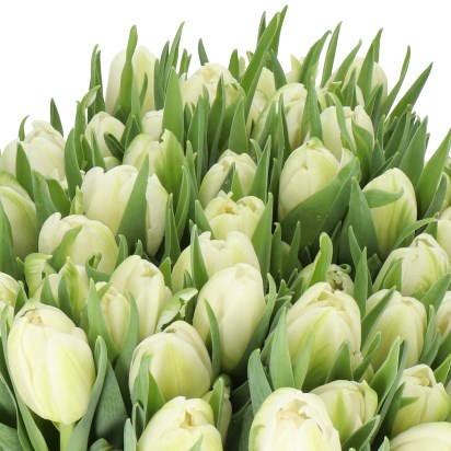 TULIPS RUBEN