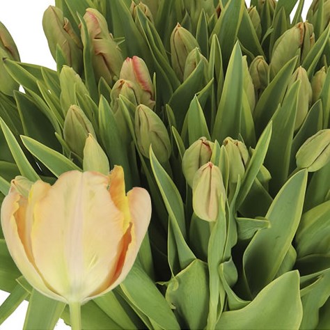 TULIPS SALMON DESIGN (PARROT)