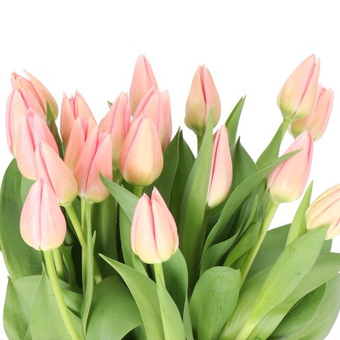 TULIPS SALMON DESSERT