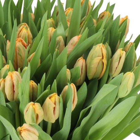 TULIPS SALMON PARROT