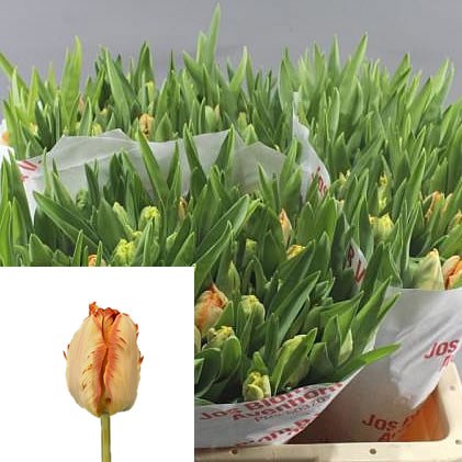 TULIPS SALMON PARROT