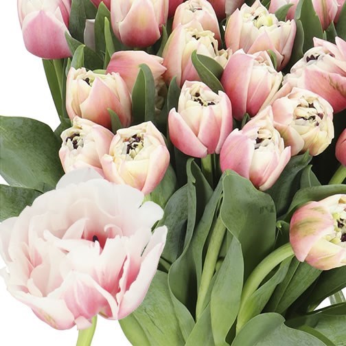 TULIPS SAMBUCA