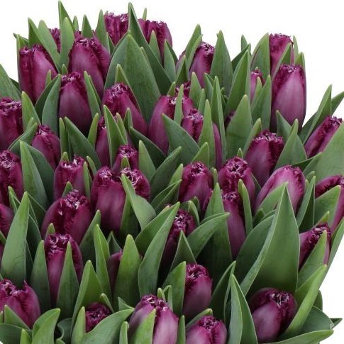 TULIPS SAN CLEMENTE