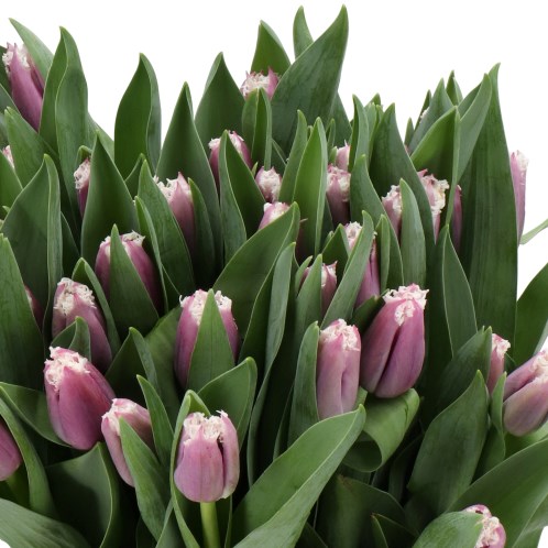 TULIPS SAN ESTEBAN
