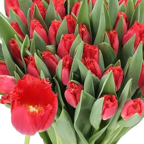 TULIPS SAN GIOVANNI