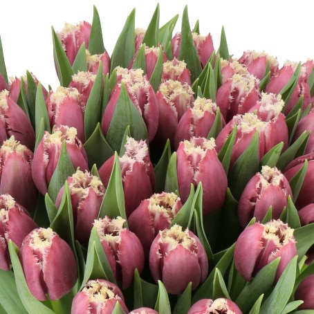TULIPS SAN PABLO